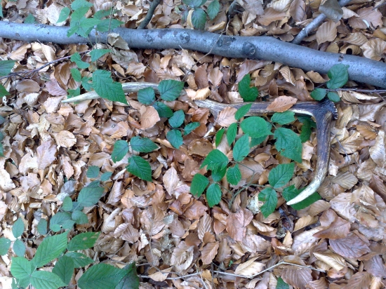 Sestorak s pralesa-)