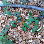 Sestorak s pralesa-)