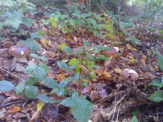 To bola sezona-)-)-)