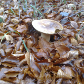 Uz posledne-)