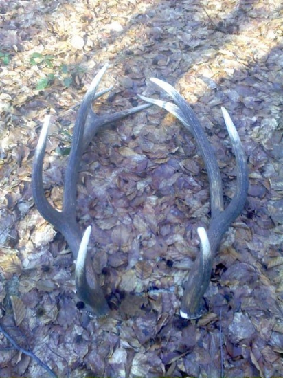 Kamaratov 12-torak-)