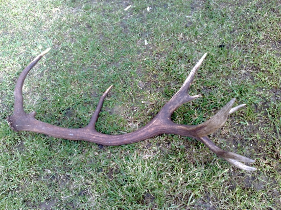 Kamaratov 18-torak-)