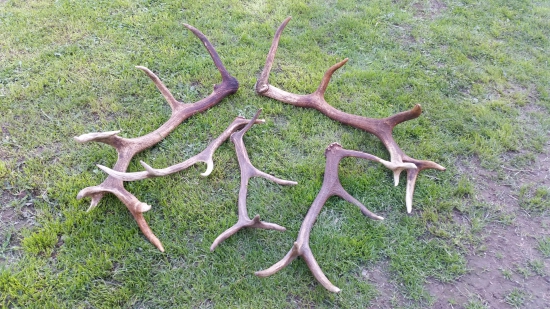 ...kamaratov  ulovok