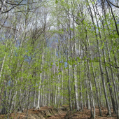 Jaro v bukovém lese