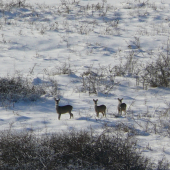 trojka ako vyšitá :)