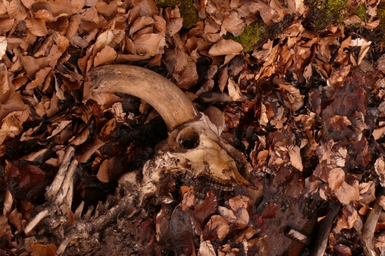 muflón skončil svoju púť pri vode