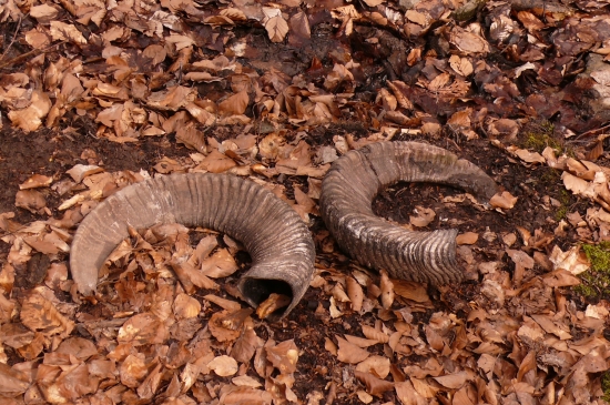 nájdené od muflóna niekoľko metrov
