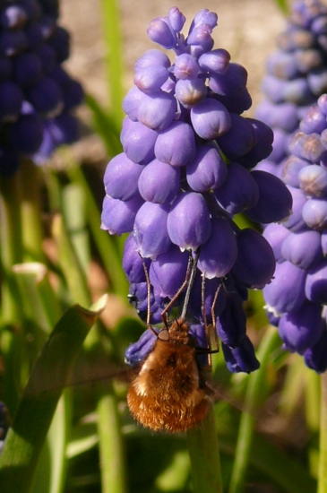 chlpačka s modricou :)