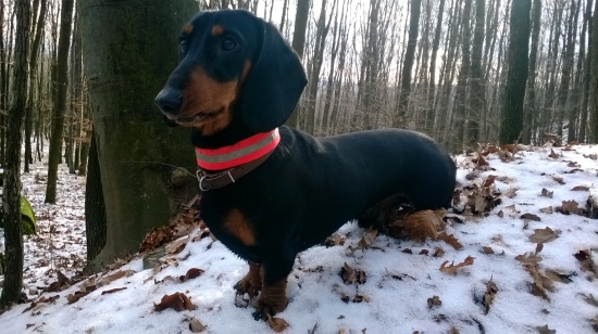 moj pomocnik v pozore