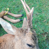 Este jedna fotka srnca