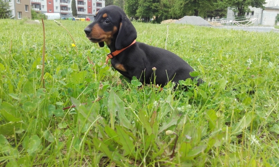 Nova pomocnicka Daggi  z CHS lesou Horehronia