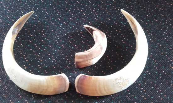 Uhyn diviaka trofej.