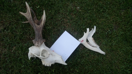 Zlaty raritny srncek