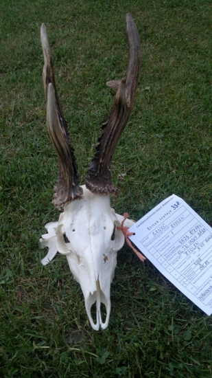 Zlaty raritny srncek 2