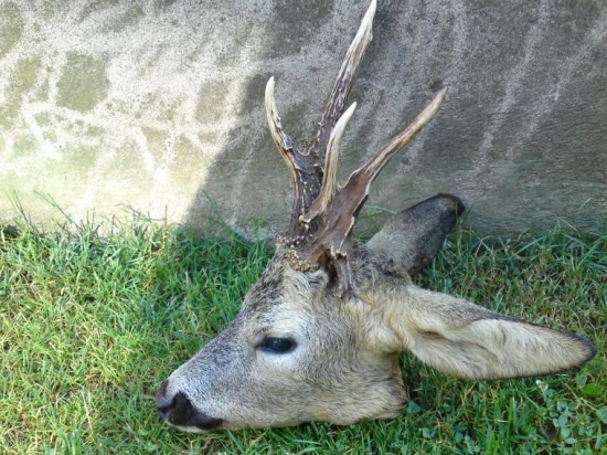 rarita , august 2009