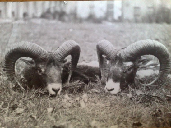 starkeho dva najlepsie