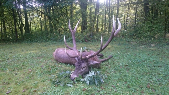 Jednoducho kráľ...