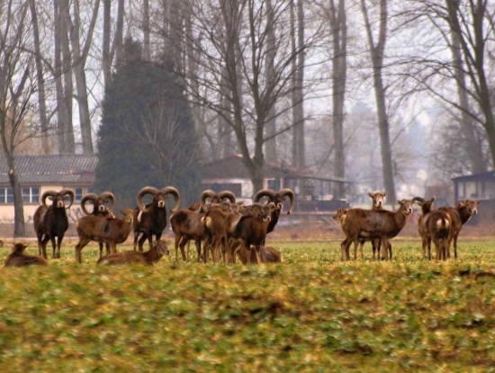 Mufloni 10 km od Prahy - volná
