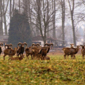 Mufloni 10 km od Prahy - volná
