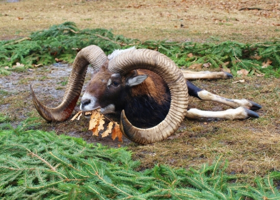 Jeden z nejhezčích