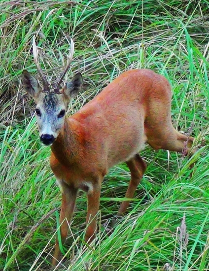 Říje 2013