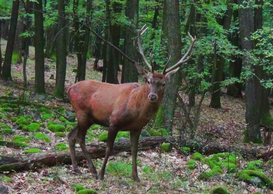 Říje 2013
