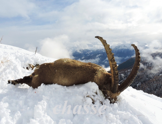 Alpský Kozorožec   92cm