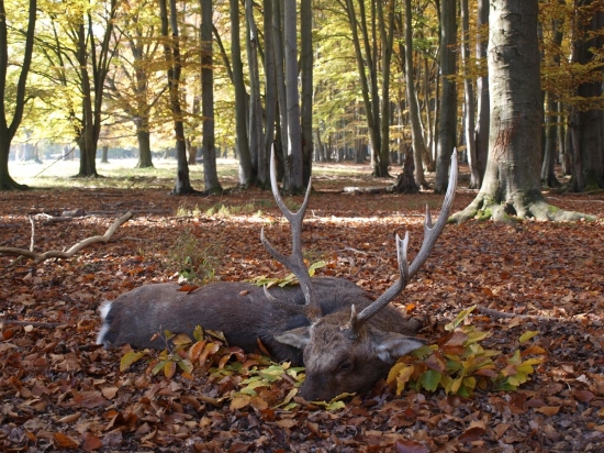 Zlaty sika