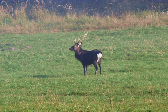 Sika