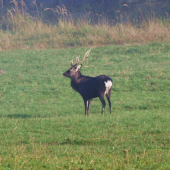 Sika