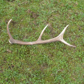 prvy tohtoročny , veľmi potešil