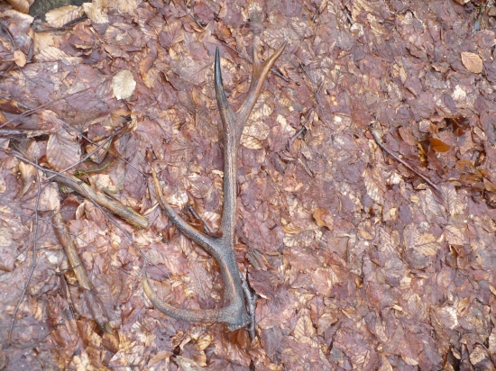 bol zapichnuty v kalužisku