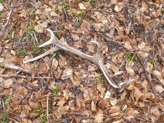 nedelňajšia prechadzka