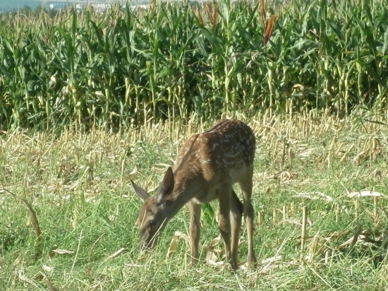 teliatko