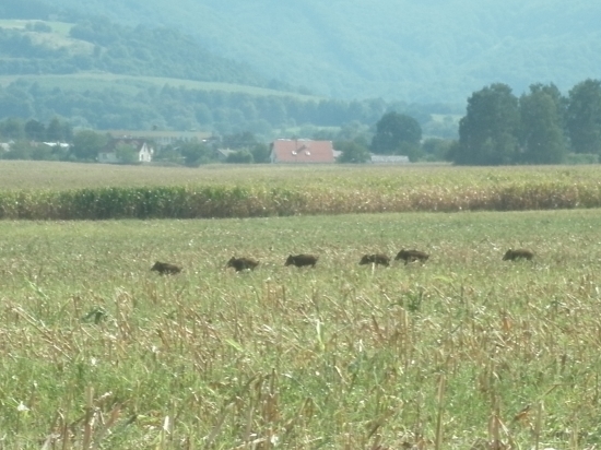 už idú