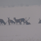 Ani si ma nevšimli :)