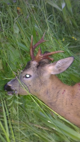 dnešné ùspešné ráno