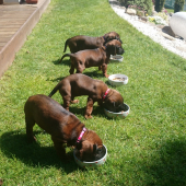 Súrodenci spod Oprečného