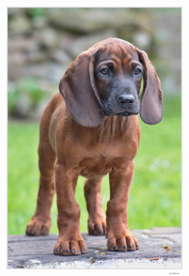 Artuš spod Oprečného