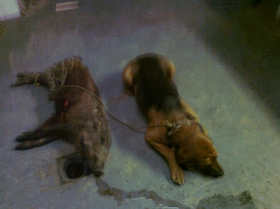 úspešná dohľadávka