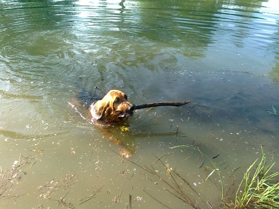 aj bloodhound aportuje