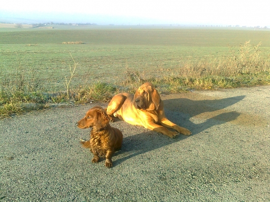 Dvaja nerovní priatelia