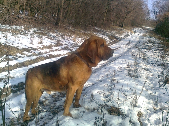 Bloodhound pozoruje daniele