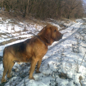 Bloodhound pozoruje daniele
