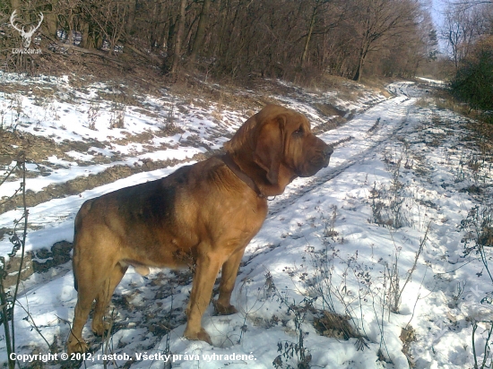Bloodhound pozoruje daniele