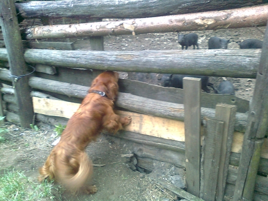 Jazvečík v plnom zanietení za diviakmi