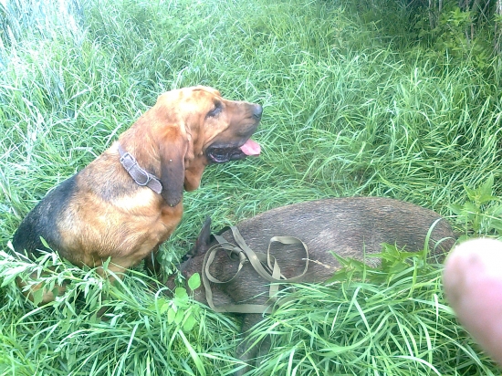 Dohľadávka po autonehode