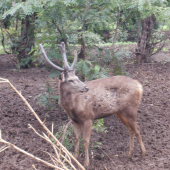 Jeleň sambar pri dobytčom napájadle