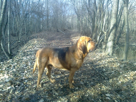 Koniec zimy v lese s bloodhoundom