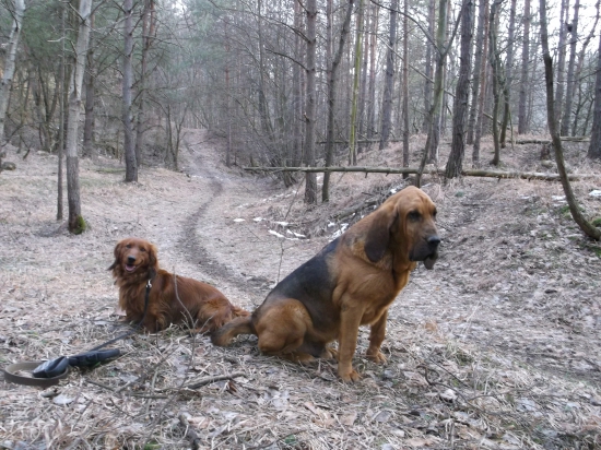 Aj mimo sezóny treba chodiť do lesa